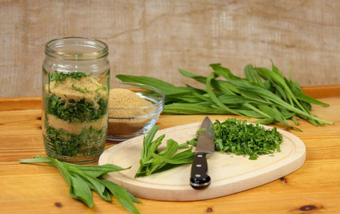 Spitzwegerichkraut – Natürliche Linderung für Atemwege und Haut